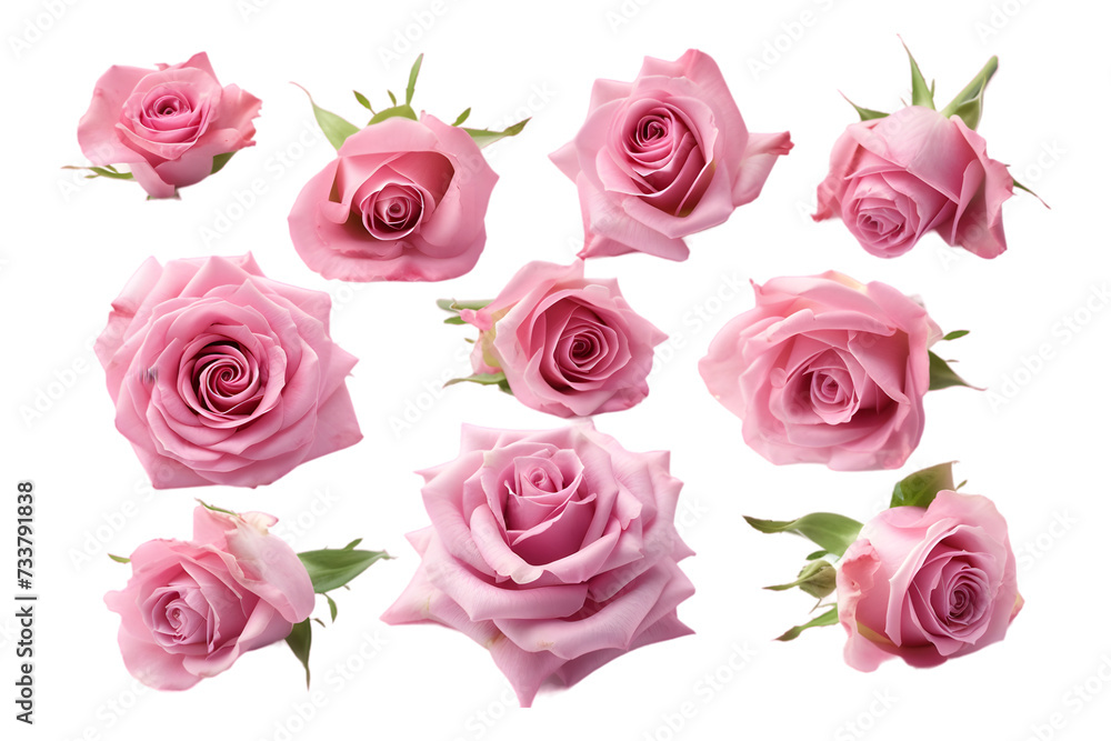 Collection of pink roses flowers isolated on transparent background Collection of pink roses flowers isolated on transparent background