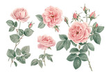 Collection of pink roses flowers isolated on transparent background
