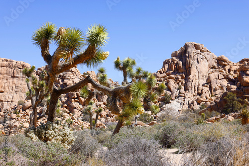 Beautiful Rocky Mountains and Yucca Tree in Joshua National Park in a Sunny Day