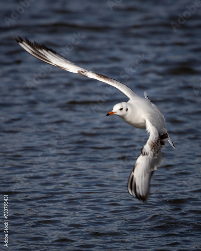 Gaviota