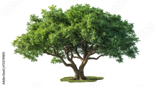 big green oak tree isolated on transparent background