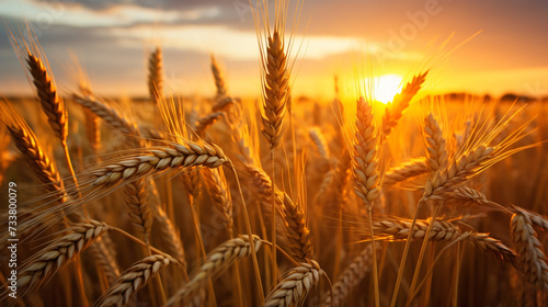 Ripe ears of wheat on a sunset