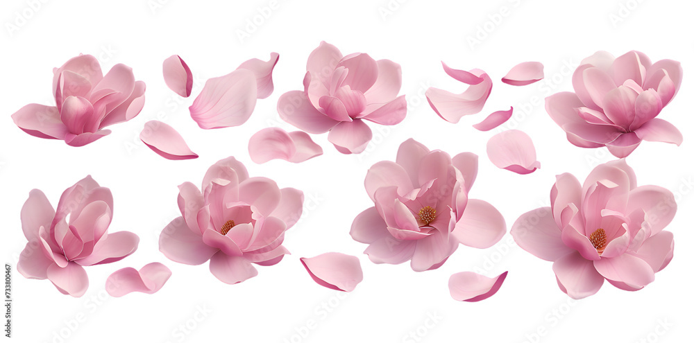 Magnolia blooms and petals isolated on transparent background Magnolia blooms and petals isolated on transparent background