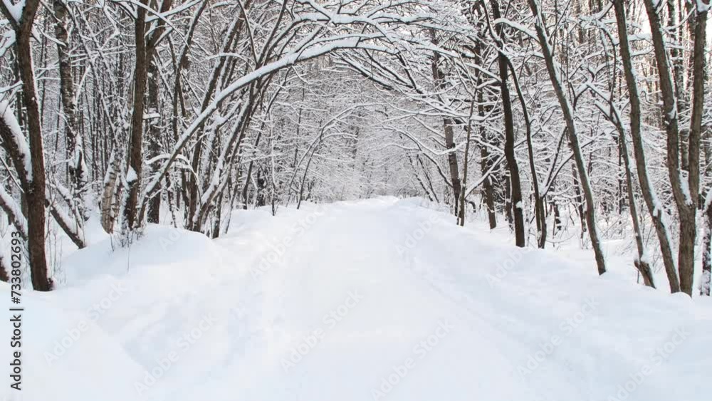A passage in the park between bent trees. Snow-covered tunnel of trees in a winter forest. A passage in the park between bent trees. Snow-covered tunnel of trees in a winter forest.