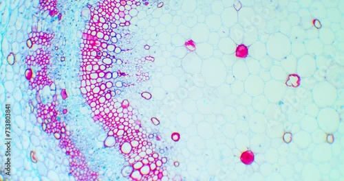 Cotton stem under a microscope. Microscopic view of plant cells for botanic education. Cotton under a scope. A plant stem microscopic close up.