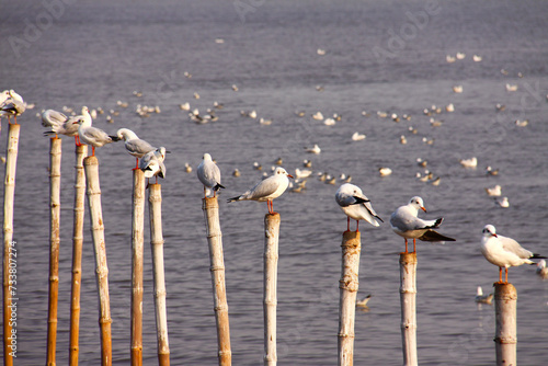 Many seagulls escaping the cold from Siberia stand on bamboo stumps at the Bang Pu Resort. photo