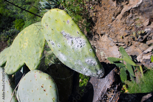 Opuntia cochineal scale (Dactylopius coccus) on the leaf of an Opunitie (Opuntia), Gran Canaria, Canary Islands, Spain. photo