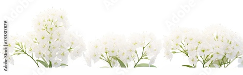 a closeup image of beautiful white flowers abstracted on a bright white background used as a wallpaper