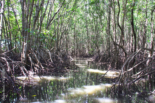 The ecosystem of the mangrove forest is a breeding ground for aquatic animals showing natural beauty.