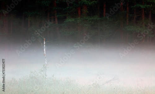 Brzózka Na Wiosennej Polanie w Mgłach  © Wojciech Lisiński