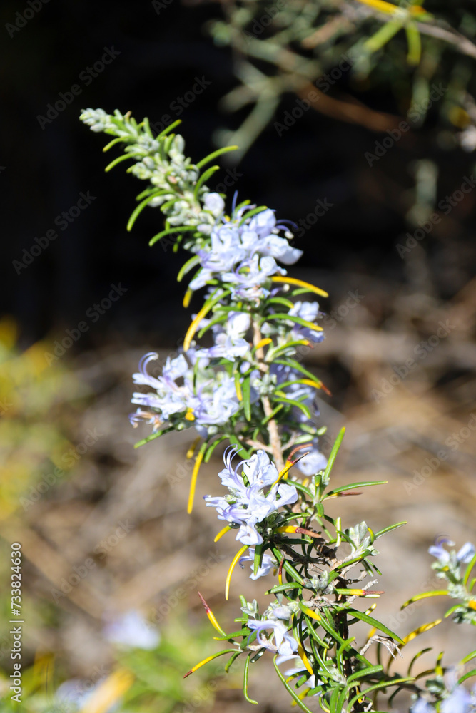 Rosmarinus Officinalis plant in the mountain Rosmarinus Officinalis plant in the mountain