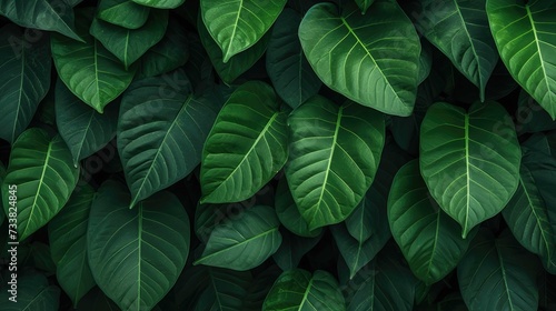 Luxurious Dark Green Foliage Design