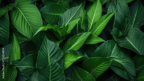 Luxurious Dark Green Foliage Design