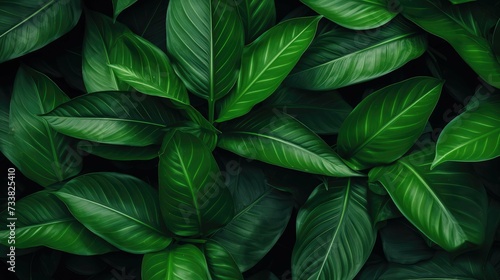 Classy Dark Green Foliage Texture