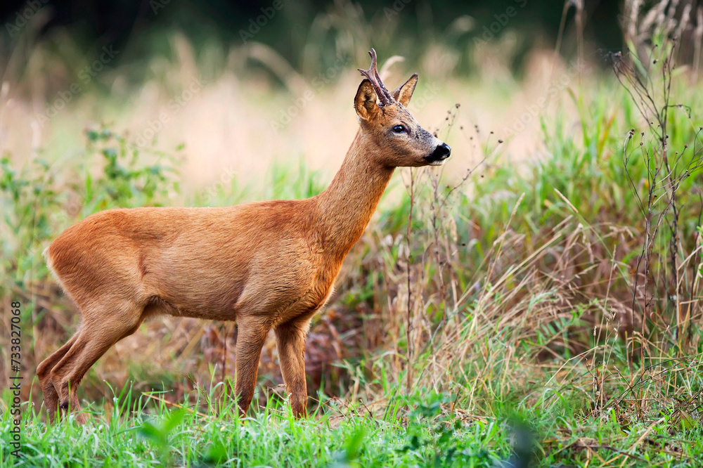 Buck deer in the forest Buck deer in the forest