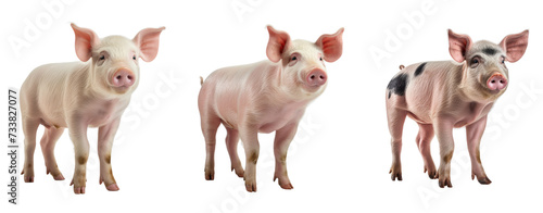 Set of baby pig on white and transparent background