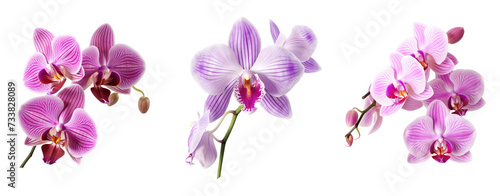 Set of colorful Orchid blossom  flower isolated on white and transparent background for crop image use.
