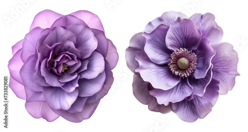purple flowers isolated on transparent background	