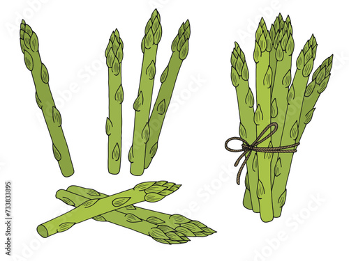 Asparagus graphic color isolated sketch set illustration vector