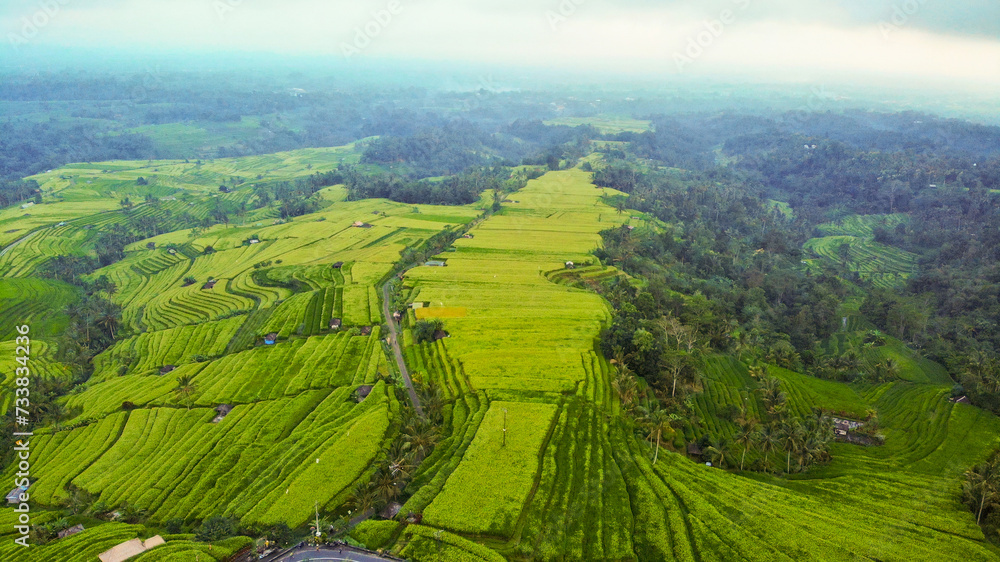 Obraz premium Aerial view of rice terraces with harvest
