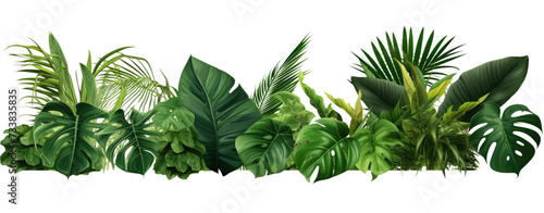 Plant leaves Green nature Tropical forest isolated on white and transparent background PNG