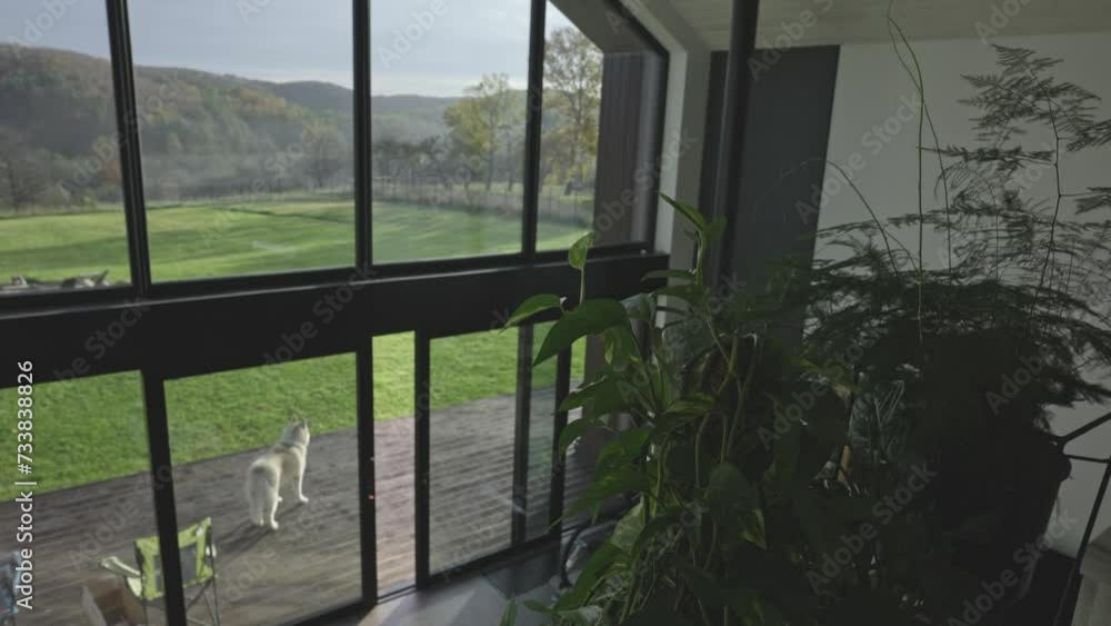 cute and fluffy siberian husky dog resting on the terrace of county house with beautiful view during sunny day. Happy pet concept cute and fluffy siberian husky dog resting on the terrace of county house with beautiful view during sunny day. Happy pet concept