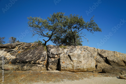 Casuarina trees growing on top of large rock formation at the beach. Clear blue sky. Point Lookout, Stradbroke Island,	Queensland, Australia
 photo