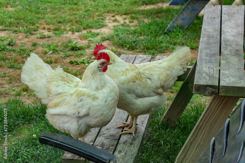 a bird of the order Galliformes that is kept for its eggs and flesh; a rooster or hen.