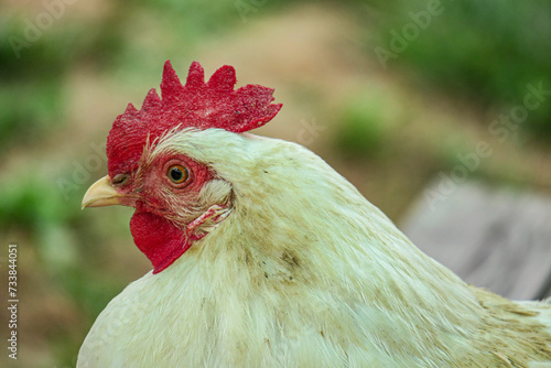 a bird of the order Galliformes that is kept for its eggs and flesh; a rooster or hen.