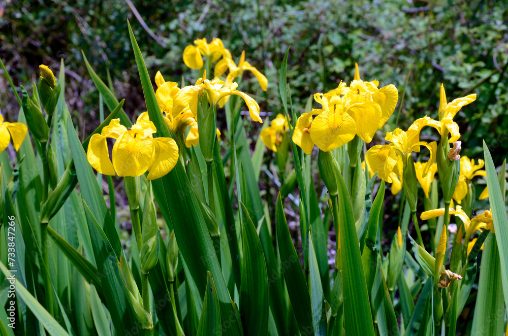 Flowers of the yellow iris (Iris pseudacorus) in a waterlogged a Flowers of the yellow iris (Iris pseudacorus) in a waterlogged a