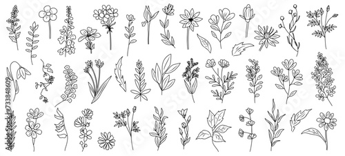 Set of tiny wild flowers and plants line art vector botanical illustrations. Trendy greenery hand drawn black ink sketches collection. Modern design for logo, tattoo, wall art, branding and packaging. photo