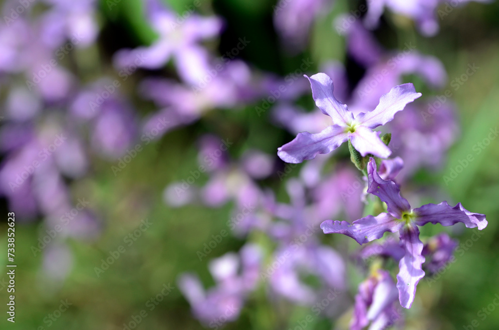 The sad stock (Matthiola fruticulosa) is a plant that grows on rocks The sad stock (Matthiola fruticulosa) is a plant that grows on rocks