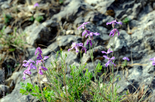 The sad stock (Matthiola fruticulosa) is a plant that grows on rocks photo