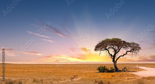 Acacia Tree with Etosha Pan in the distance with a few springbok feeding on the dry yellow african plains photo