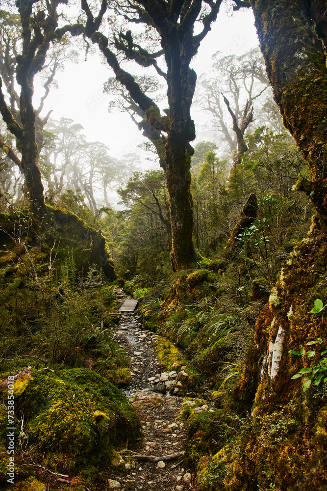 Green forest along Routeburn Track near McKenzie Hut, Fjiordland National Park, South Island, New Zealand Green forest along Routeburn Track near McKenzie Hut, Fjiordland National Park, South Island, New Zealand