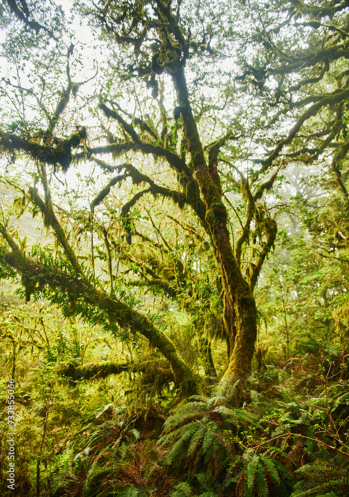 Green forest in Fjiordland National Park, South Island, New Zealand Green forest in Fjiordland National Park, South Island, New Zealand
