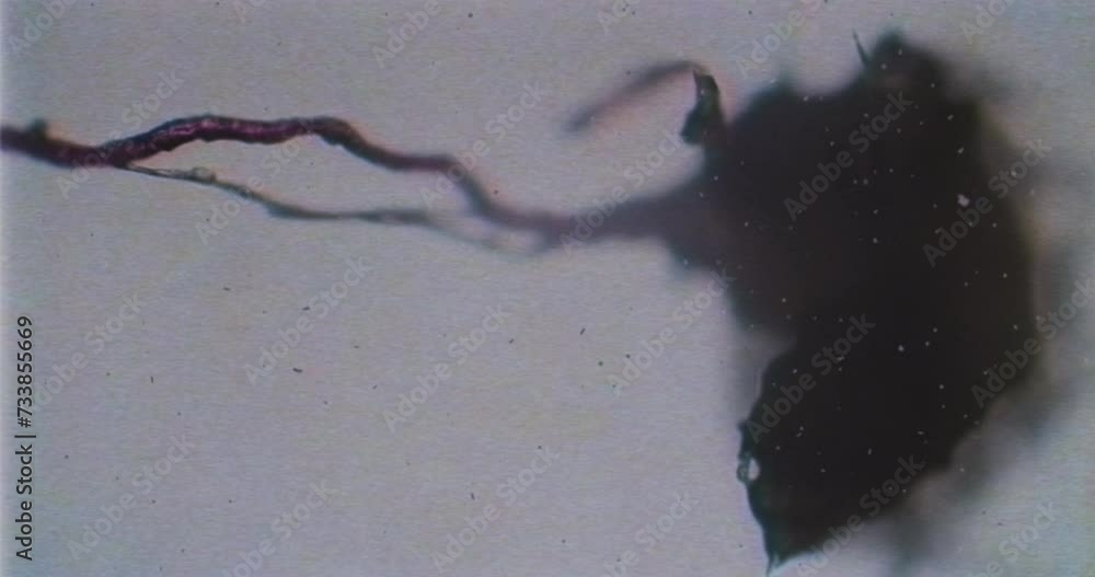 Stockvideon VHS recording of horror bacteria and large dark veins under
