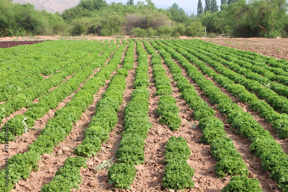 Fields with animals and crops in northwest Argentina