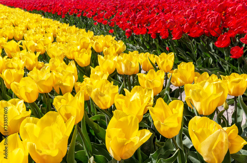 Obraz na plátně Een veld met gele en rode tulpen gekweekt voor de bollen.