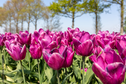 Deze paarse in volle bloei staande tulpen worden gekweekt door de bollenkweker voor de bloembol.