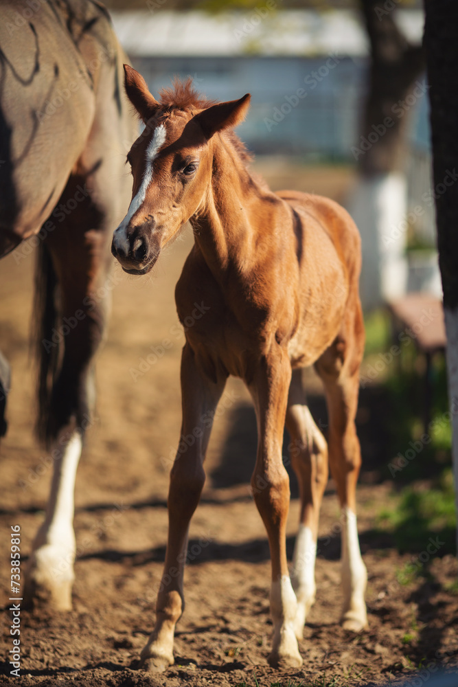 Horse Stud and her beautiful foal. mother love. Baby Mine. Portrait of a horses. sweet little horse foal outdoors. Horse Stud and her beautiful foal. mother love. Baby Mine. Portrait of a horses. sweet little horse foal outdoors.