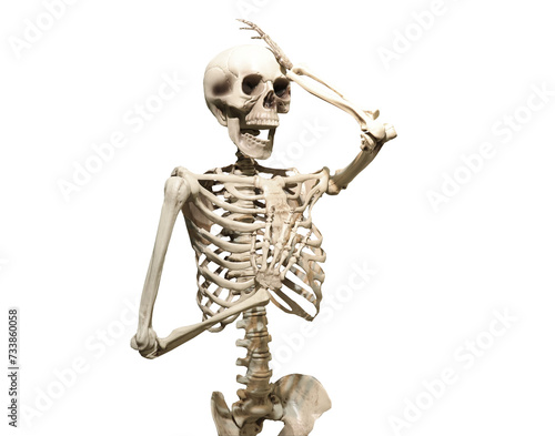 human skeleton isolated © SN