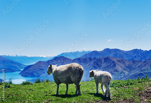 Sheep walking through the landscape of Roys Peak, South Island, New Zealand photo