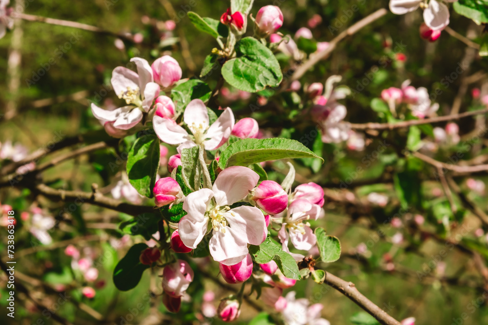Apple tree buds of pink and white flowers on a branch in the spring. Blooming garden in springtime. Beauty in nature. Copy space. Plant cultivation. Orchard in bloom. May scenery Apple tree buds of pink and white flowers on a branch in the spring. Blooming garden in springtime. Beauty in nature. Copy space. Plant cultivation. Orchard in bloom. May scenery
