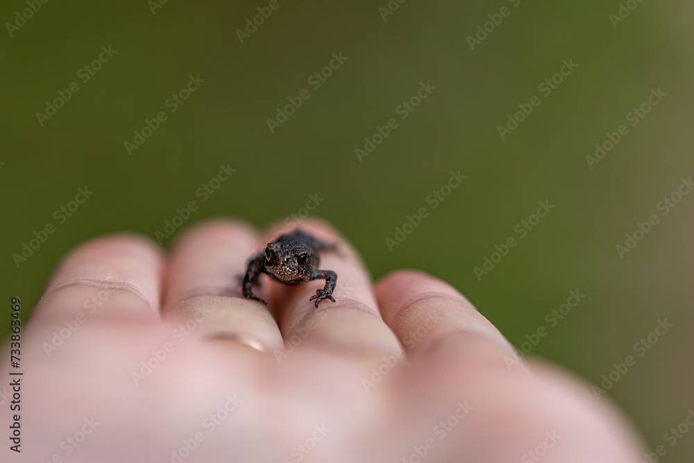 Little frog wilflife photography