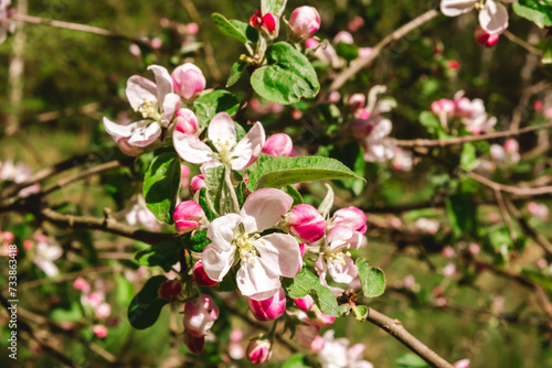 Apple tree buds of pink and white flowers on a branch in the spring. Blooming garden in springtime. Beauty in nature. Copy space. Plant cultivation. Orchard in bloom. May scenery