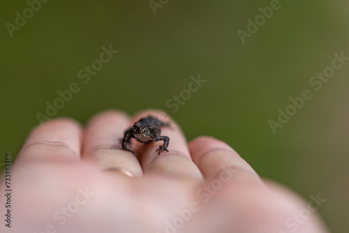 Little frog wilflife photography photo