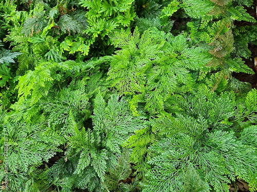 Green leaf Davallia fern (Davallia trichomanoides Bl) Stem: has creeping rhizomes. Covered with brown scales The leaves are composed of 3 - 4 feathery layers. The rhizome is covered with many scales 
 photo