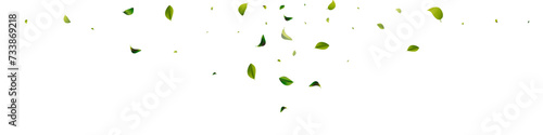 Forest Leaves Abstract White Panoramic Vector
