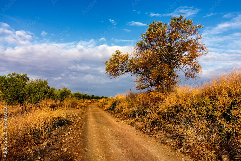 Almendro, camino y olivares Almendro, camino y olivares